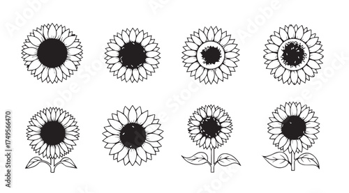 Collection of hand drawn black and white sunflower illustrations botanical sketch style vector