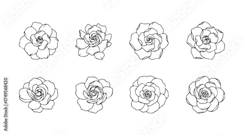 Collection of delicate hand-drawn rose flower petal close-up sketches art vector