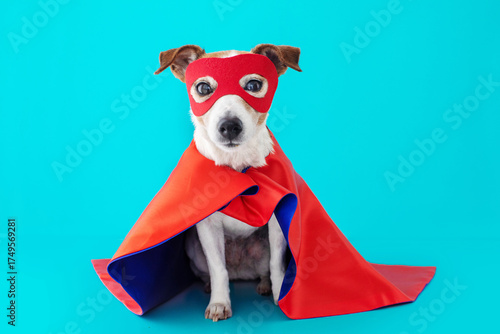 Jack russell terrier puppy dressed as a funny superhero, wearing a red mask and cape, sitting obediently while looking directly at the camera on a vibrant blue studio background
