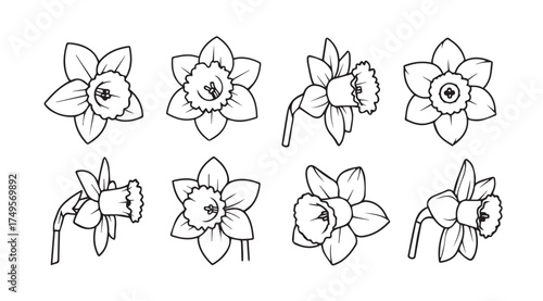 Collection of hand drawn daffodil flower sketches various angles and poses line art vector