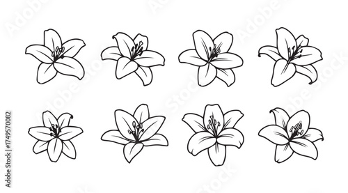Collection of hand drawn lily flower sketches delicate botanical line art artistic floral elements vector