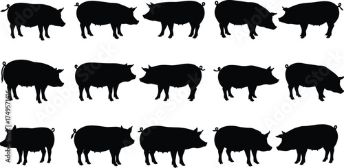 Silhouette of pig animals collection, various farm pig poses, livestock farming concept, domestic animal illustration, black pig vector design isolated
