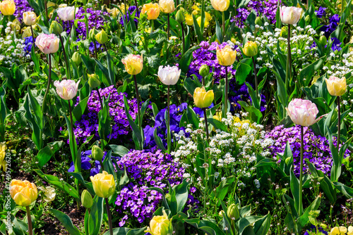 Colorful beautiful spring flowers on flowerbed in the garden