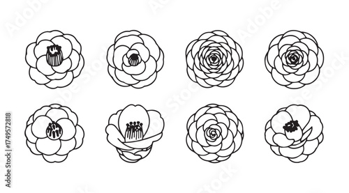 Collection of delicate hand-drawn black outline camellia flower sketches perfect for artistic designs vector