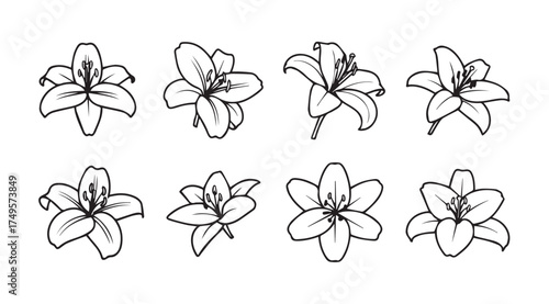 Elegant hand drawn lily flower collection isolated botanical sketch art botanical flora elements vector