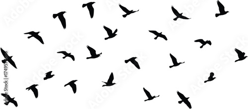 Silhouettes of flying birds in motion across white background, flock of migratory birds in flight symbolizing freedom, nature, and wildlife movement