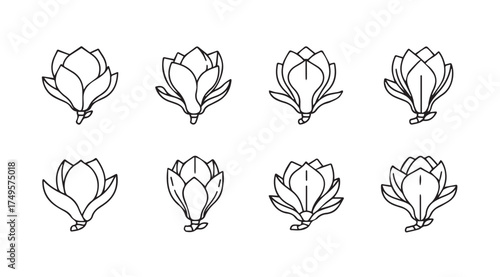 Set of eight delicate hand drawn magnolia flower buds sketches botanical line art collection vector