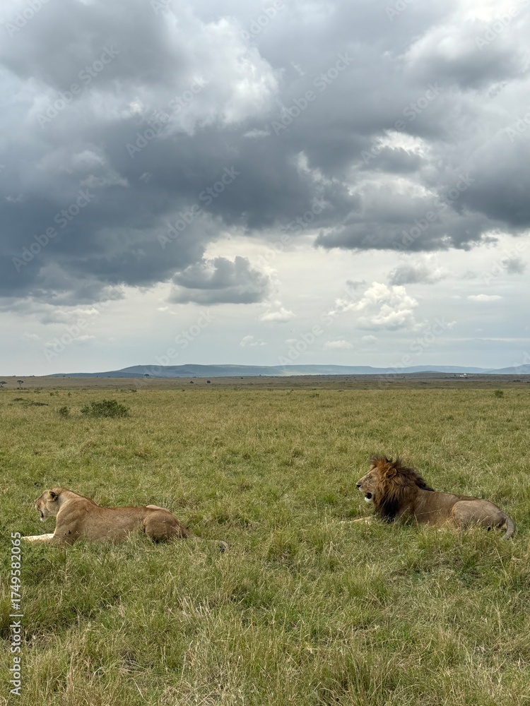 Fototapeta premium cows in the field