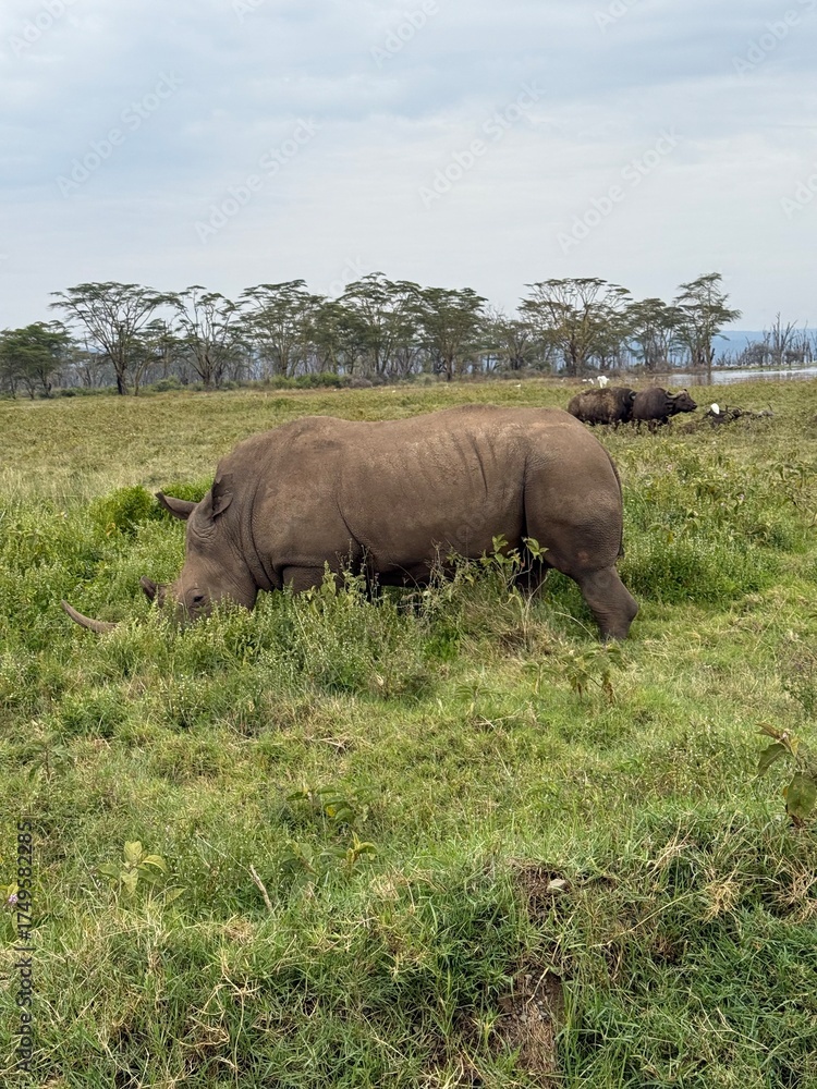 Naklejka premium rhino in the wild