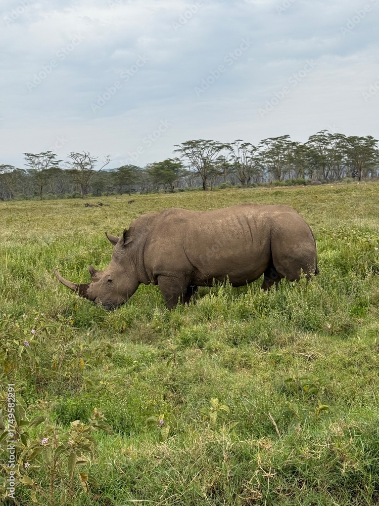 Obraz premium rhino in the wild