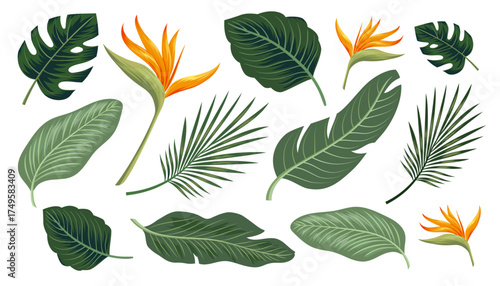 Tropical Leaves and Exotic Flowers Vector Illustration. transparant background. Design Illustration