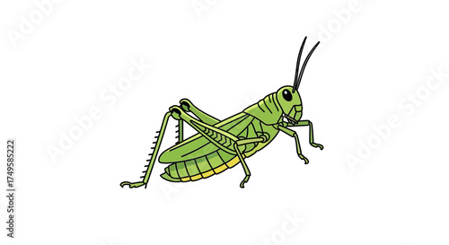 Vibrant green grasshopper illustration ready for your science project, children's book, or educational materials about insects and nature's wonders