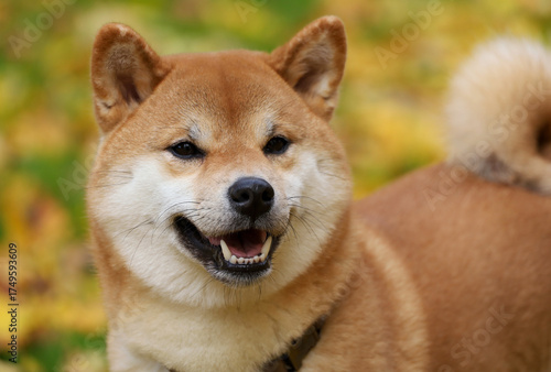 A portrait of a Shiba Inu dog against a backdrop of fallen leaves. Morning walk in an autumn park