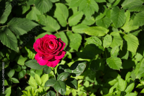 Red rose on a green background in the garden. Summer floral backdrop