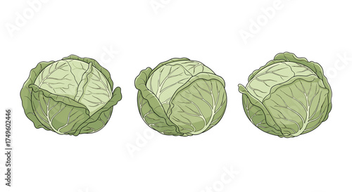 Fresh green cabbage heads displayed from different angles on a white background.