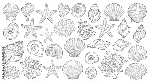A detailed collection of hand-drawn seashells and starfish elements for creative designs.