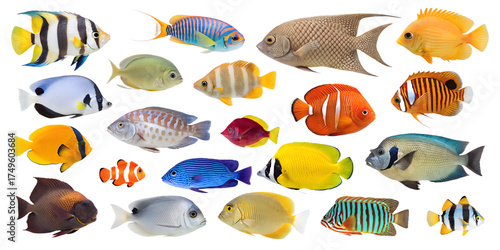 Realistic Aquarium Fish Set Isolated Tropical Fish on Transparent Background