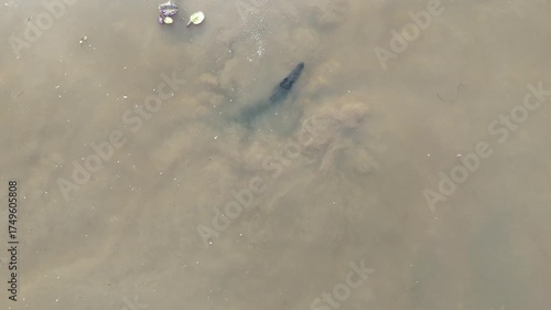Big saltwater estuarine crocodile, Crocodylus porosus, lurking in shallow murky water of a billabong waterhole near Kakadu national park, Northern Territory