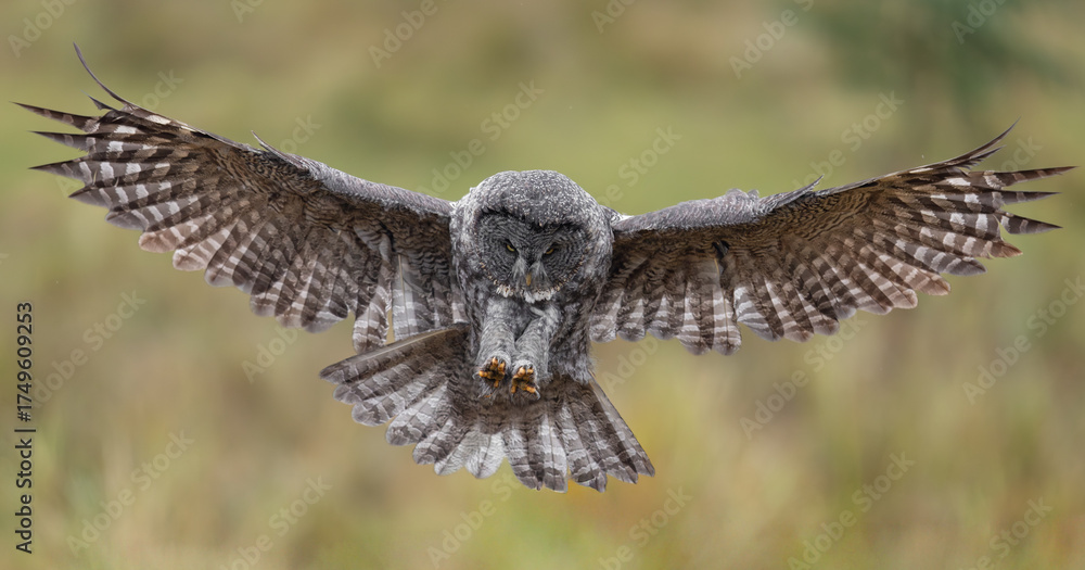 Fototapeta premium A great gray owl hunting in Canada 