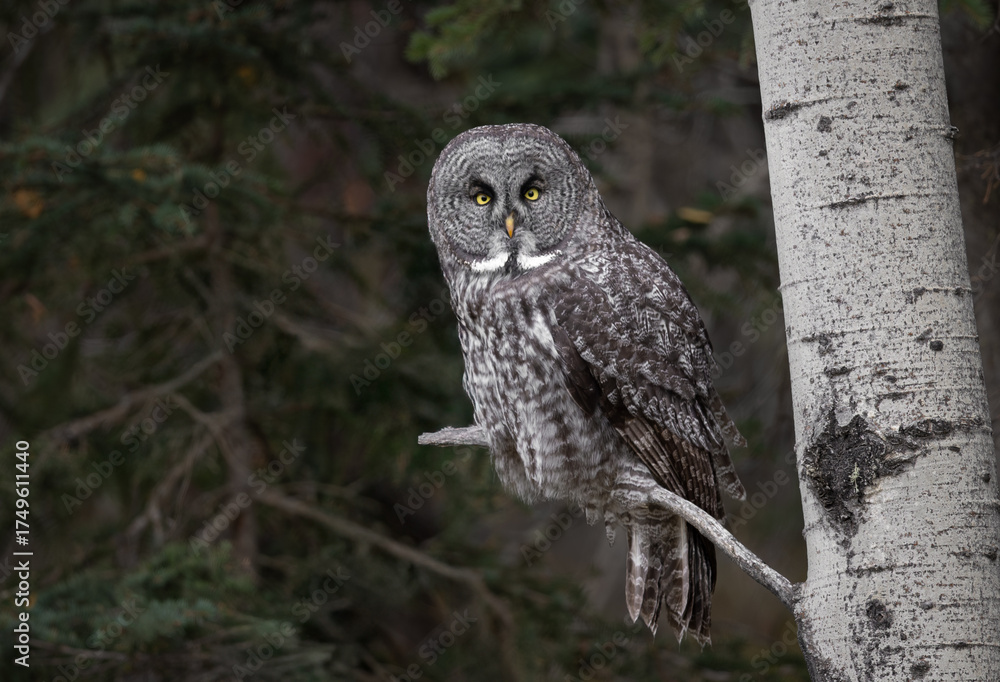 Fototapeta premium A great gray owl hunting in Canada 