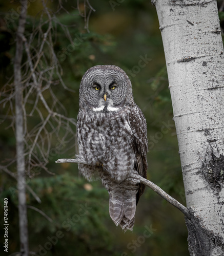 A great gray owl hunting in Canada 