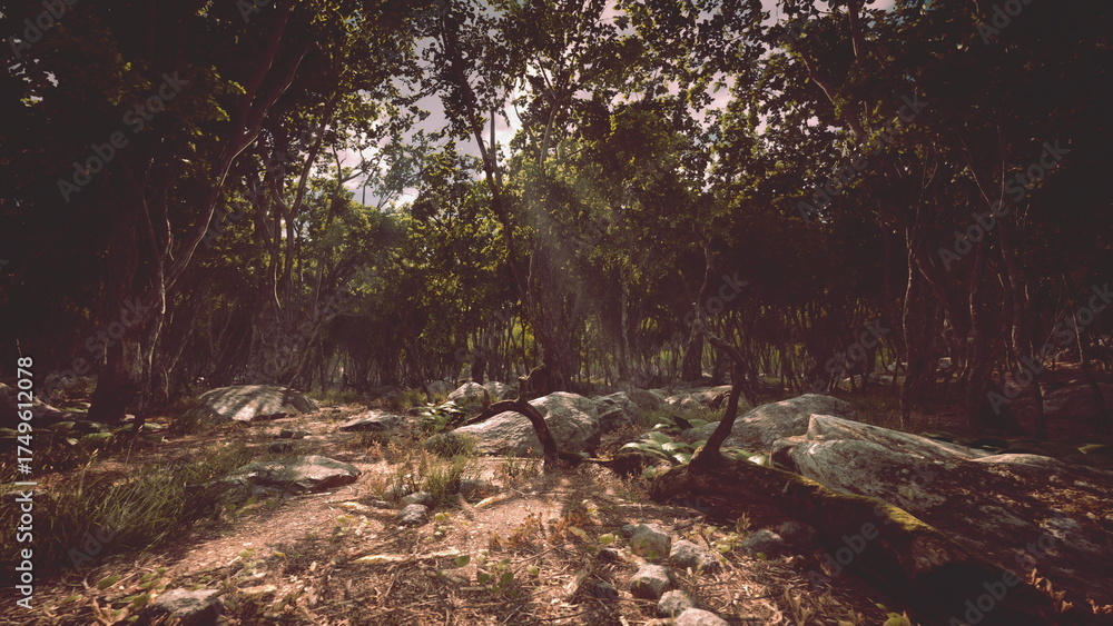 Fototapeta premium Sunlight streams gently through a dense forest, casting soft shadows on rocks and foliage. The tranquil scene captures a moment of natures beauty in a peaceful woodland.