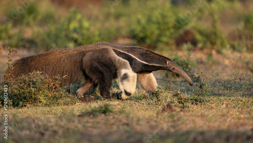 Giant anteater in the Pantanal, Brazil