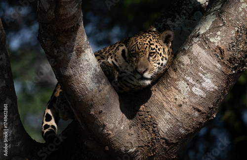 A jaguar hunting caiman in the Pantanal, Brazil