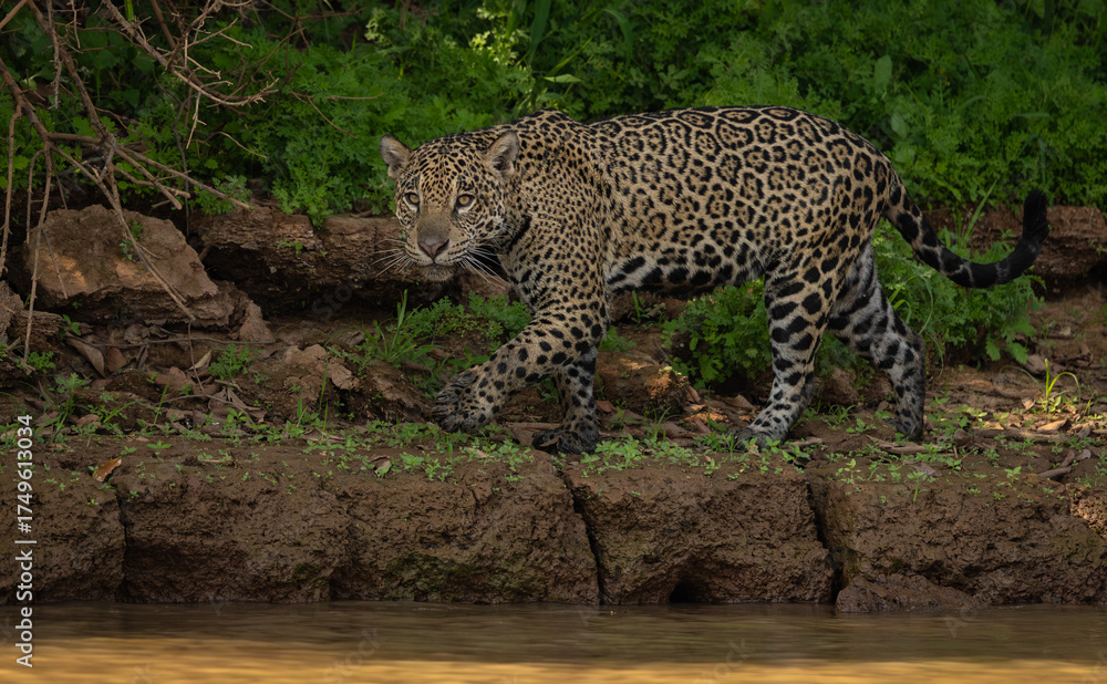 Obraz premium A jaguar hunting caiman in the Pantanal, Brazil