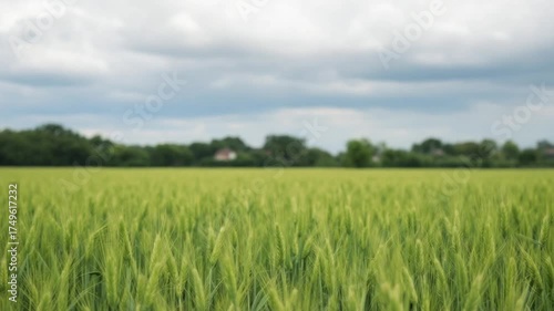 Green Wheat Field Under Cloudy Sky - A Serene Landscape.