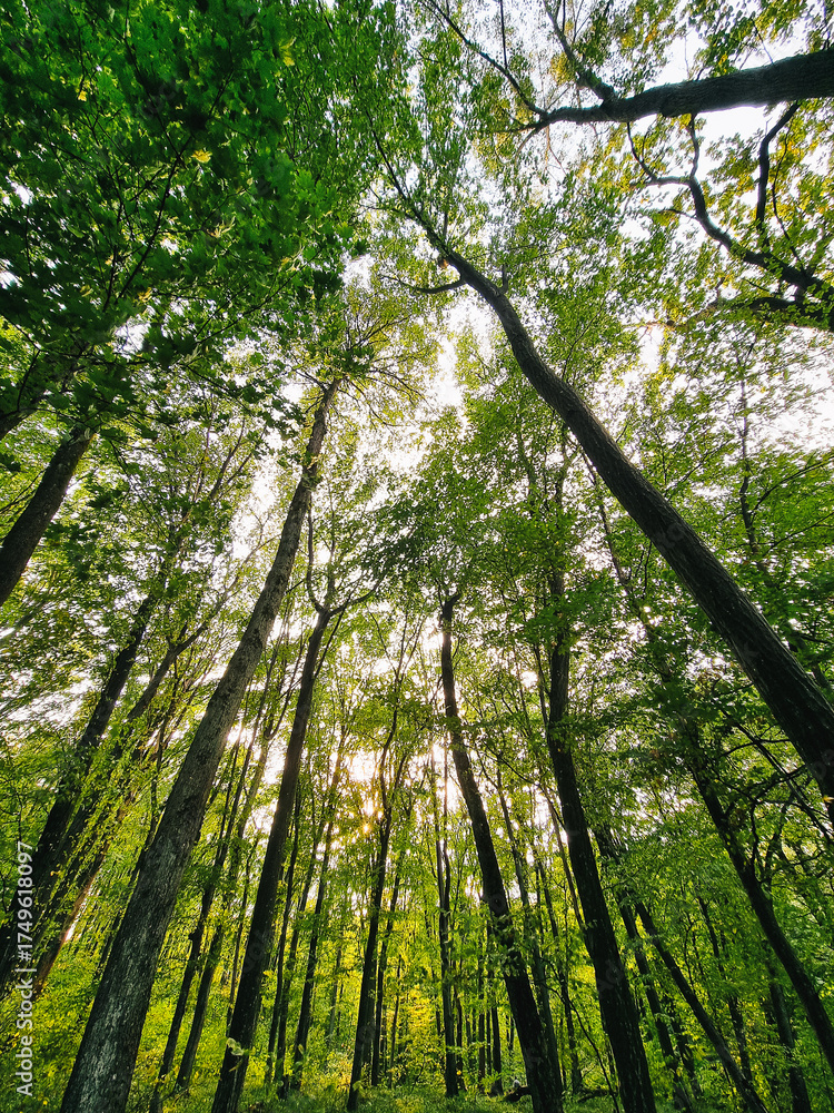 Fototapeta premium Sun rays in green autumn forest. Looking up at tree crowns - wide angle image.