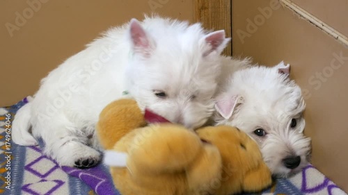 funny white west highland terrier dogs puppy play in their aviary or box for little dog indoor, dog breeding business