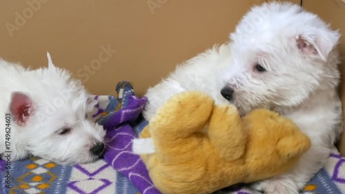 funny white west highland terrier dogs puppy play in their aviary or box for little dog indoor, dog breeding business