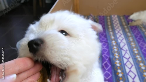 funny white west highland terrier dogs puppy play in their aviary or box for little dog indoor, dog breeding business