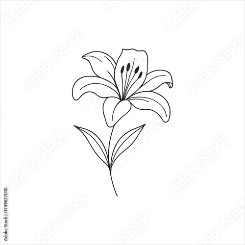 lily