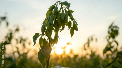 Sunrise Serenity - A Close-Up of a Plant in a Field at Dawn.