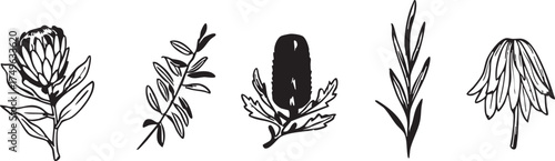 Vector botanical illustration: protea, banksia, and other exotic flower line art eps silhouette