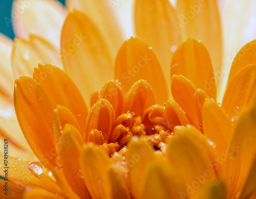Radiant Bloom's Embrace: A close-up shot of a vibrant orange flower, showcasing delicate petals glistening with dewdrops, capturing nature's exquisite detail.