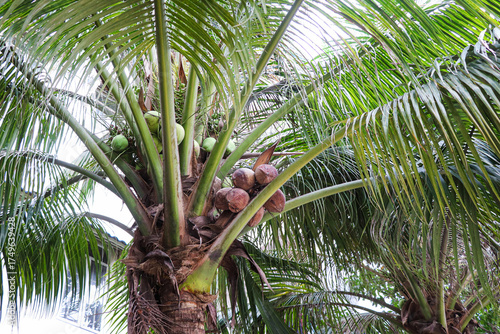 Close view of coconut palm canopy filled with ripening green coconuts