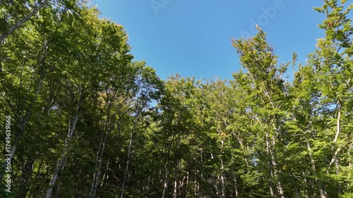 Vertikaler Flug aus der Mitte eines Mischwalds durch das Blätterdach nach oben bis über die Baumkronen im Spätsommer