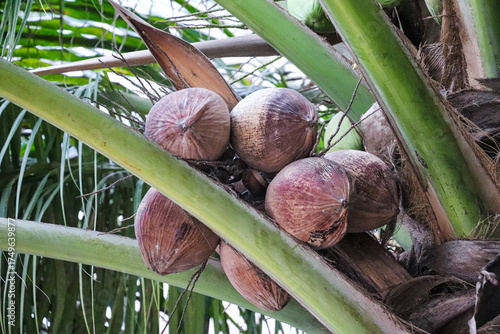 Cluster of brown mature coconuts hanging tightly beneath sturdy green stems