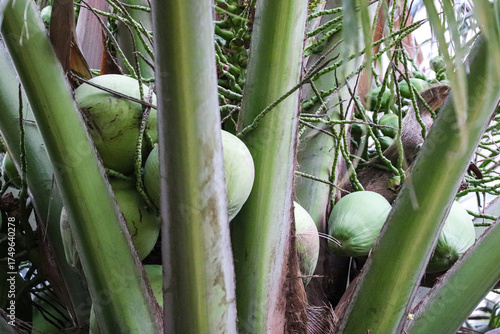 Fresh green coconuts growing together in dense tropical palm surroundings