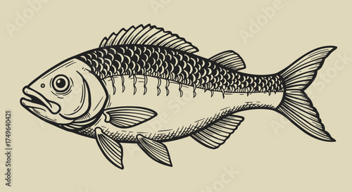 Hand drawn illustration of a carp fish, a classic symbol of angling and nature