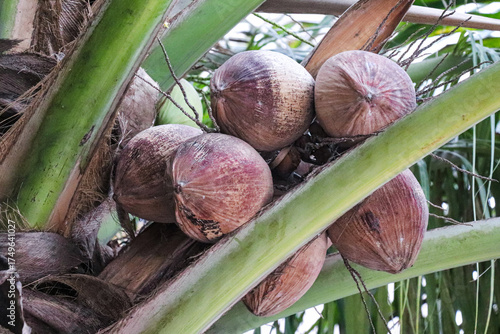 Heavy bunches of dried coconuts nestled among thick green leaf stems