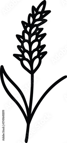Black and white wheat stalk illustration vector drawing line art design eps silhouette
