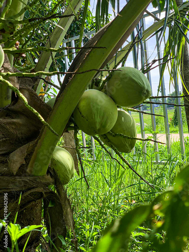 oung coconuts hanging gracefully under tall green fronds beside a fence