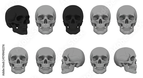 A set of ten human skull illustrations showing multiple rotational angles from profile to frontal views, in monochrome and black colors