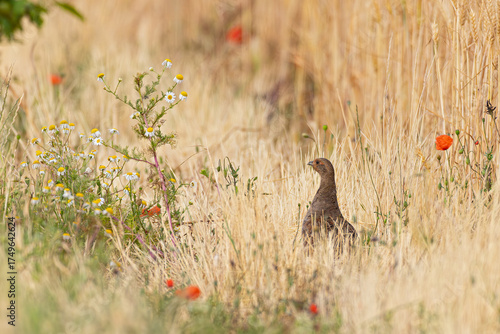 Grey Partridge (Perdix perdix) female foraging in colourful blooming wildflower field margin in farmland, Hesse, Germany