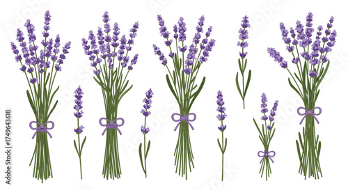 A collection of delicate lavender sprigs and bouquets tied with ribbon.