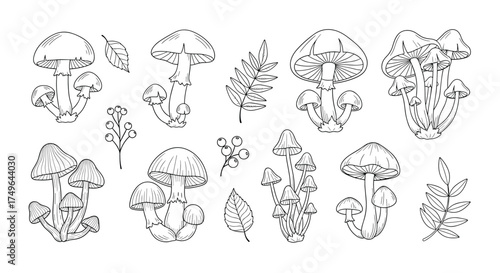 A collection of hand drawn mushrooms and leaves in a sketchy style.